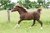 Kräuterkur für Pferde Atemwege über 400kg TYP ALLERGIE /250g