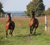 Kräuterkur für Pferde  Sprunggelenk- und Wirbelsäulen - 25 Tage /250g