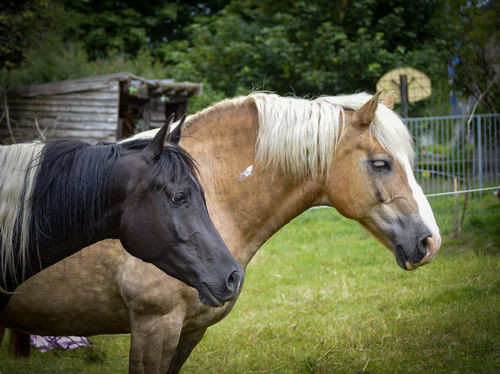 Immun-Stark Kräutermischung zur Trockenverfütterung  für Pferde 3 kg Gebinde